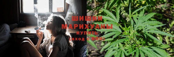 индика Беломорск